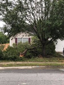 emergency tree removal - tree fallen in residential yard- Stein Tree Service - 800