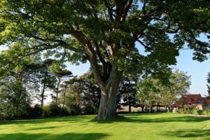 Tall, mature tree in backyard, what is plant health care, Stein Tree Service