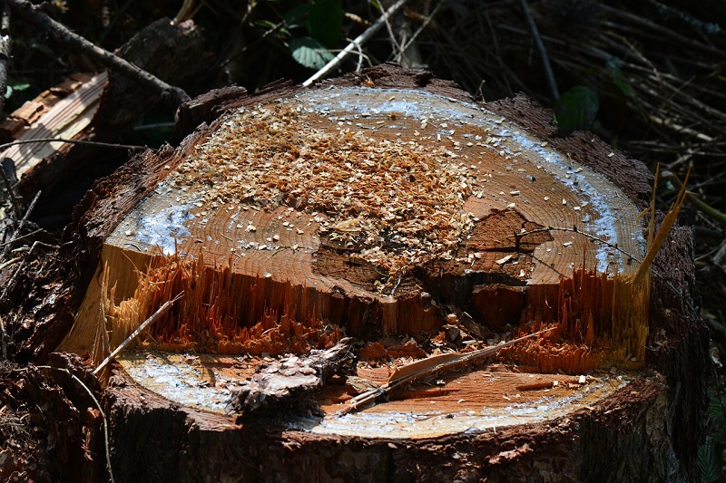 Tree stump with chippings on top | Tree Removal and Tree Stump Removal | Stein Tree Service