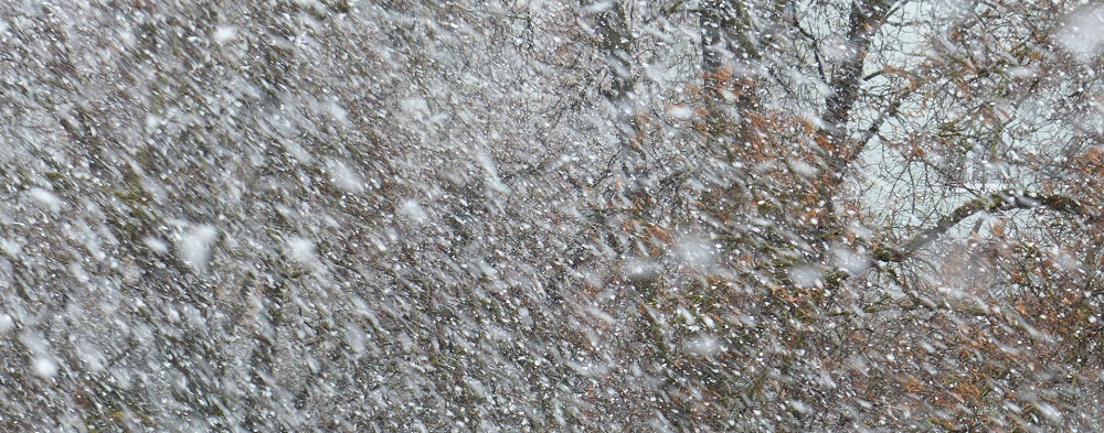 winter storm - Stein Tree Service