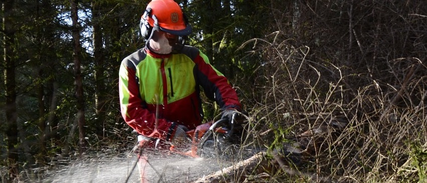 Tree removal and tree stump removal by tree care specialist with saw- Stein