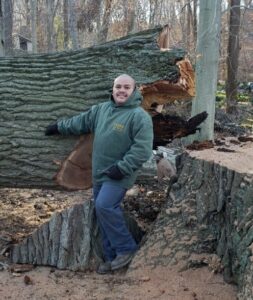 large red oak tree removal tree downed beside tree stump - Stein Tree Service