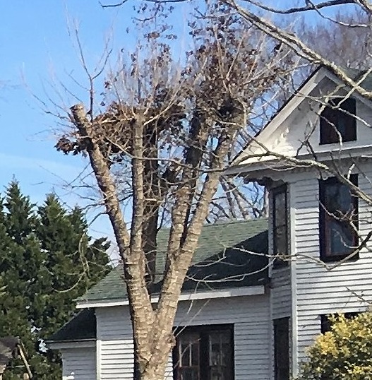 topped tree beside a home- Stein Tree Service