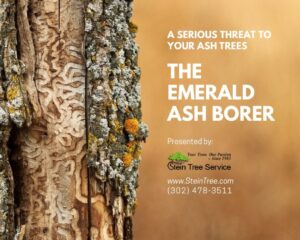 emerald ash borer ebook