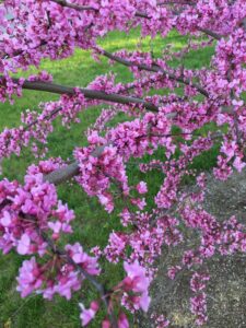 Eastern Redbud Native Trees and Shrubs- Stein Tree Service