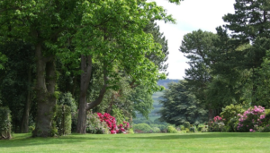 Big grassy yard leading to treed area with colorful shrubs - Tree and Plant Health Care in Wilmington DE