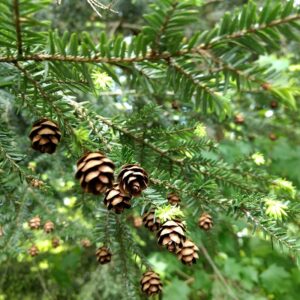 eastern-hemlock-native trees of pennsylvania