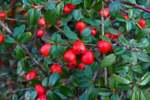 winterberry shrub - native trees and shrubs - Stein Tree