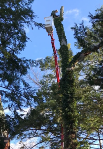 tree removal or tree trimming and pruning is simpler and safer in with our spider lift - stein tree service 2019