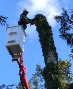 tree removal and tree trimming and pruning is safer and simpler with a spider lift - stein tree service