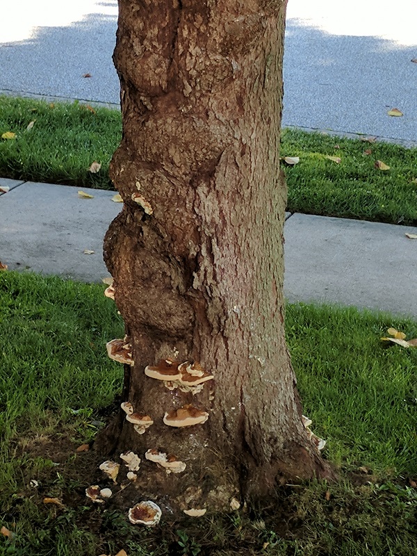 tree inspection can help identify dangerous trees - fungus on tree base