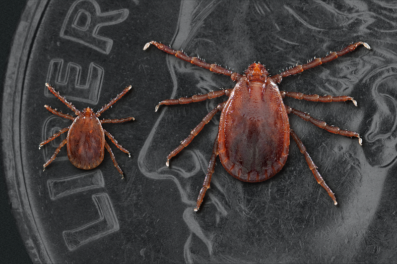 Asian Longhorned tick