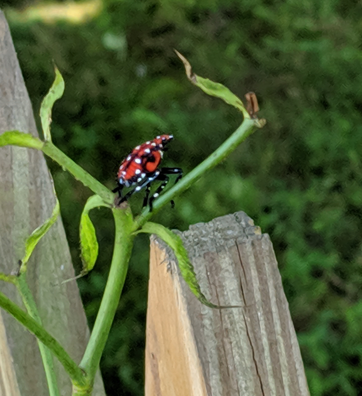 spotted lanternfly young on plant 