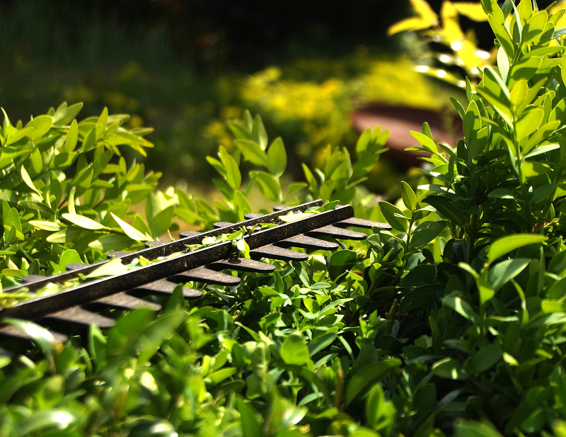 Hedge trimmer used for tree trimming and shrub pruning