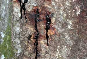 image Sudden_Oak_Death canker seeping reddish black ooze - Forest Service of of USDA