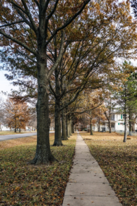 Sidewalk lined with trees | Tree City | Stein Tree Service