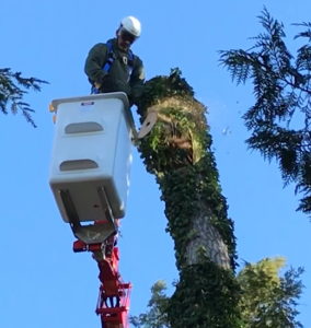 Tree Removal in Compact Spider Lift