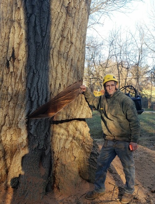Tree Care Professional Should be Insured - SteinTree Service staff next to large oak tree with wedge cut