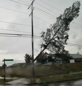 tree falling on power lines storm clean up