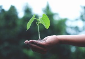 hand holding a tree sapling