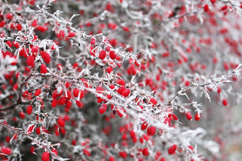winter shrub with red berries | fall and winter are the best times for tree trimming and shrub pruning | Stein
