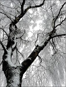 winter tree with snow