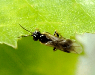 Mature Birch Leafminer | beneficial insect release | Stein Tree Service