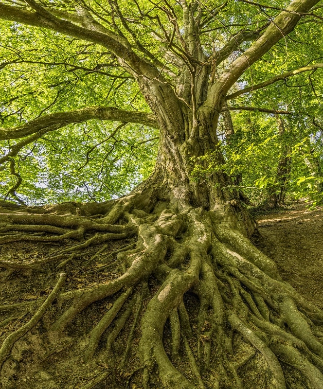 Tree with large roots above ground | Tree Root Health | Stein Tree Service