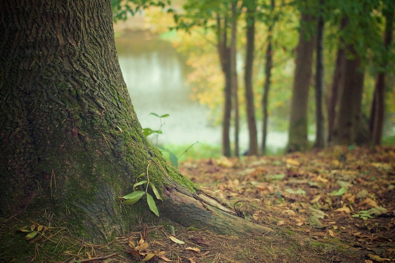 Tree trunk with roots | Tree Root Health | Stein Tree Service