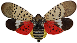 Spotted lanternfly with wings open | invasive species in Delaware | Stein Tree Service