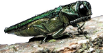 Emerald ash borer | invasive species in Delaware | Stein Tree Service