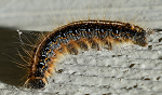 Gypsy moth caterpillar | invasive species in delaware | Stein Tree Service