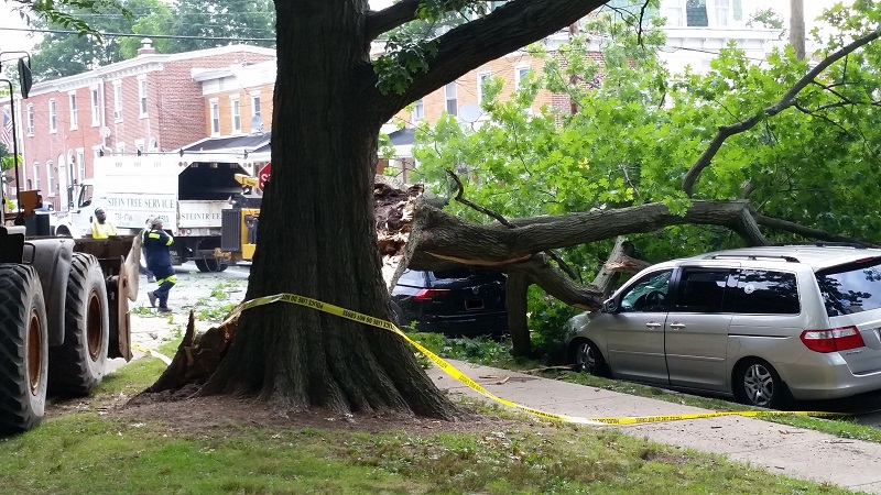 Insurance Guidelines for Tree Removal in Wilmington