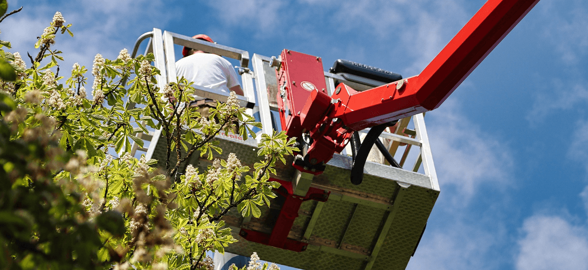 Tree worker in bucket lift |tree trimming and pruning guide | Stein Tree Service