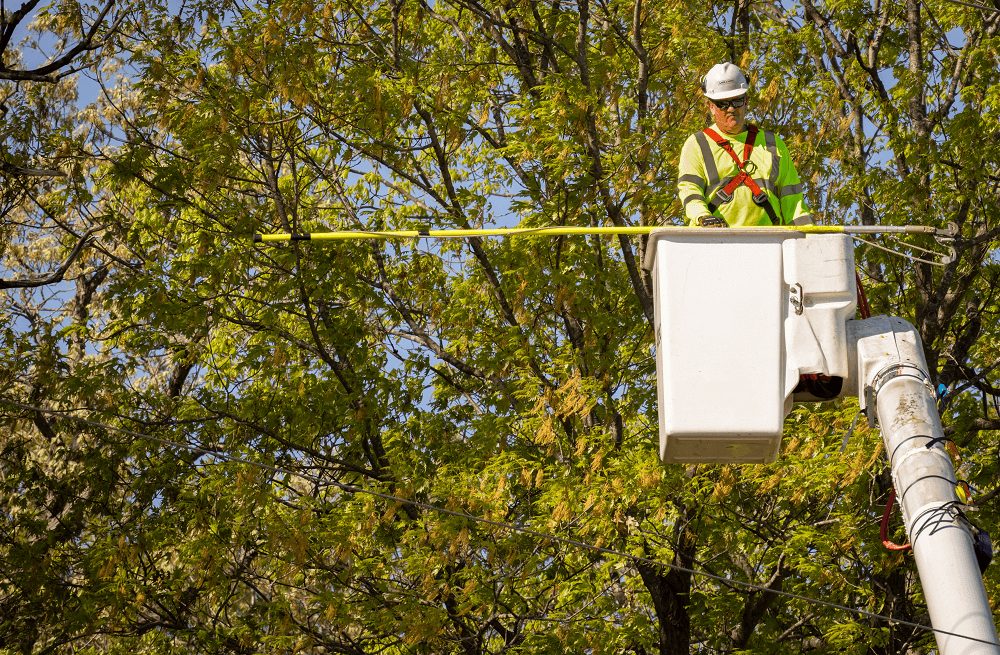 large tree with autumn leaves - tree care in Pike Creek DE - Stein Tree Service