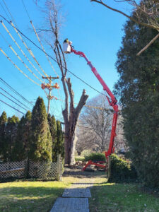 Spider Lift Being Used to Remove Tall Tree near power lines | Stein Tree Service  local tree service company