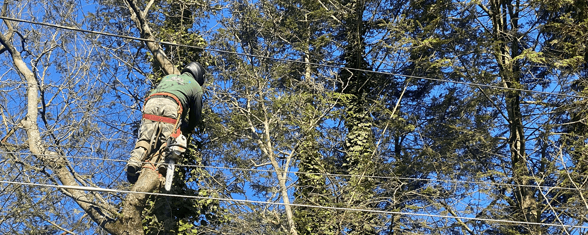 Man Climbing To Remove Tree Near Power Lines | Tree removal services in Elsmere Delaware | Stein Tree Service