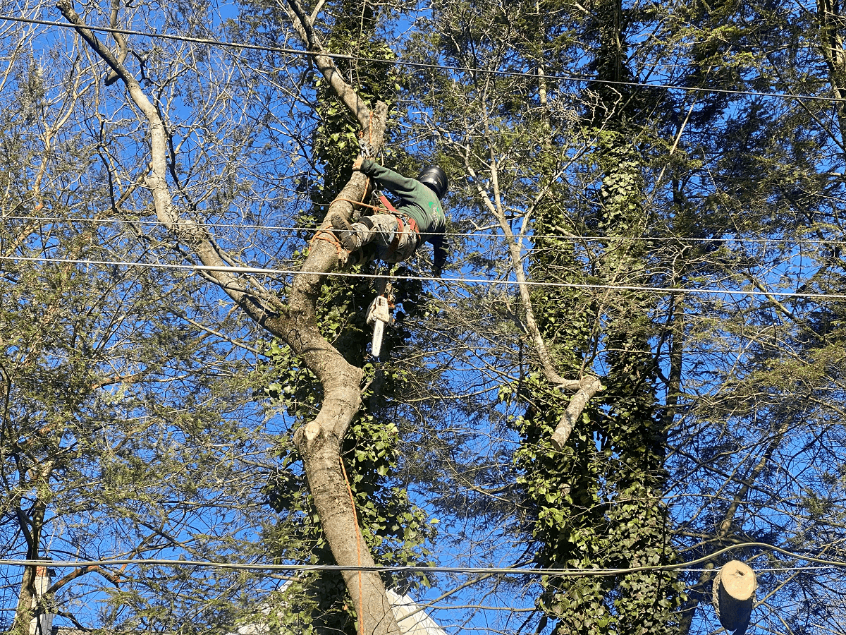 Inspect for Emerald Ash Borer Lifecycle and History - Stein Tree Service