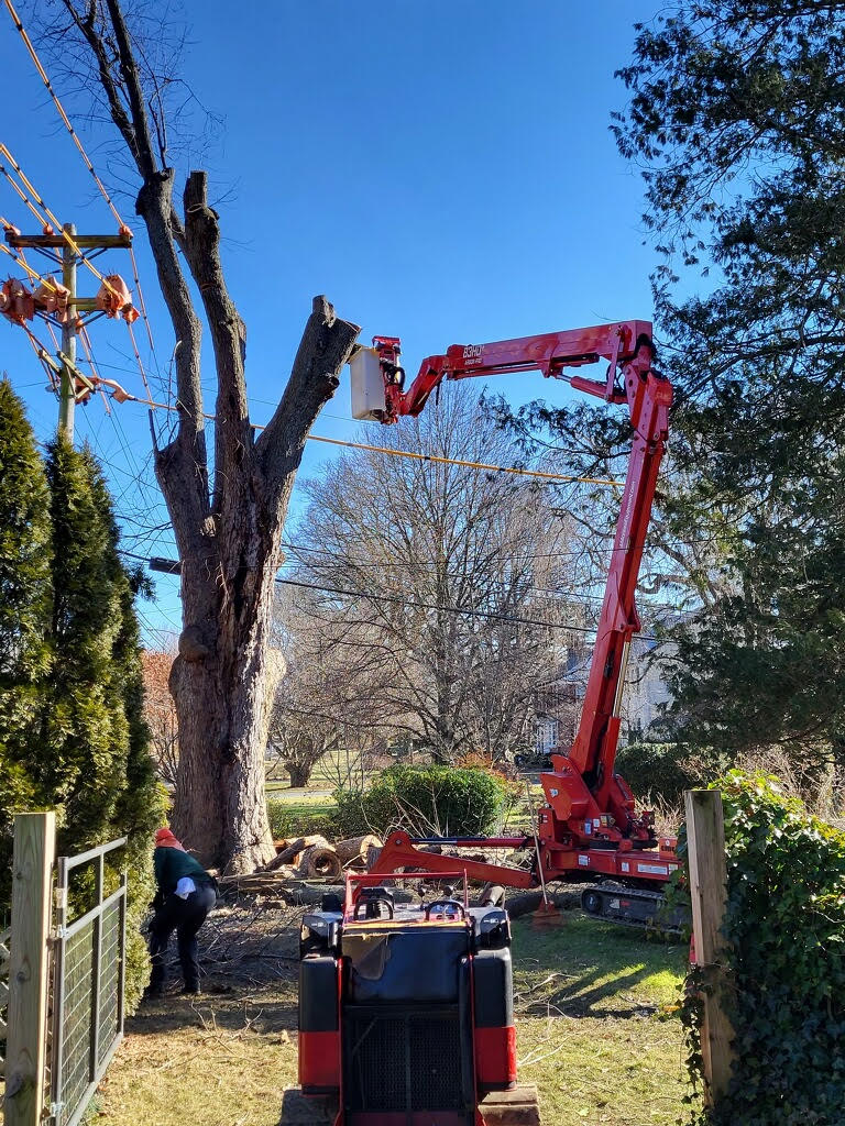 Spider lift and skid steer being used to cut down a tall tree near power lines - Stein Tree Service
