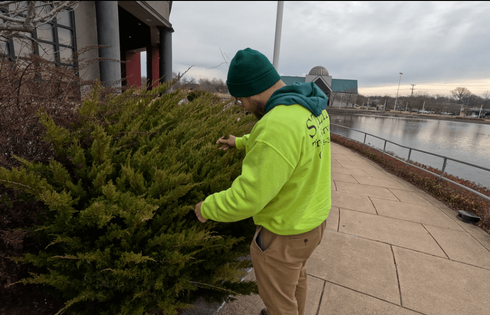 Stein arborist inspecting commercial shrubs - tree care DEin Stanton by Stein Tree Service