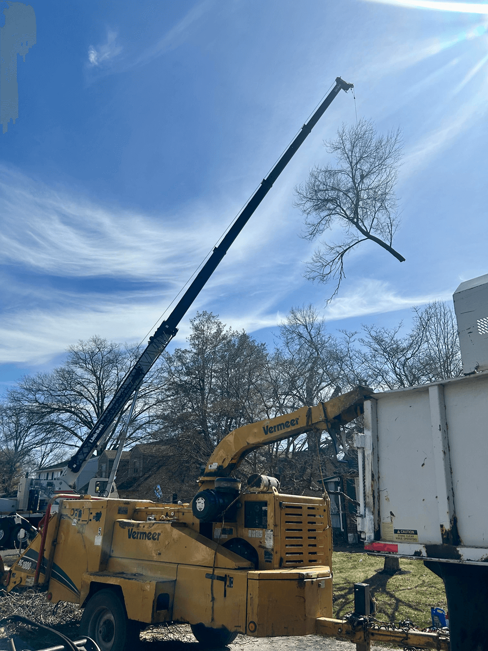 commercial tree removal of tall tree - Stein Tree Service