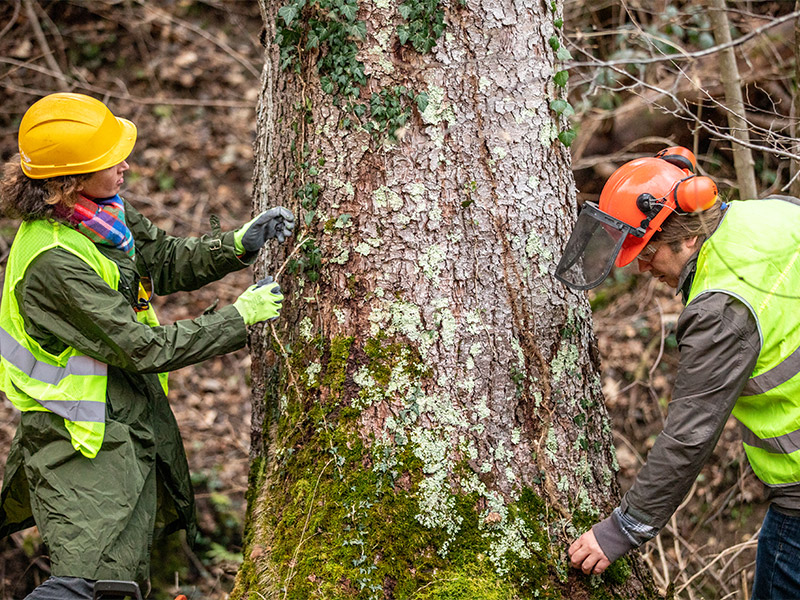 people inspecting tree health