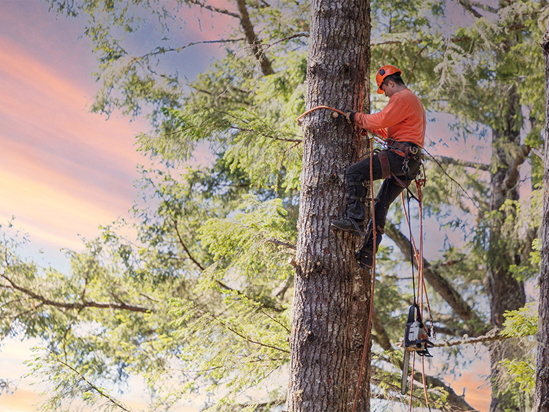 man climbing tree