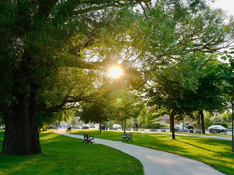 park with an abundance of trees