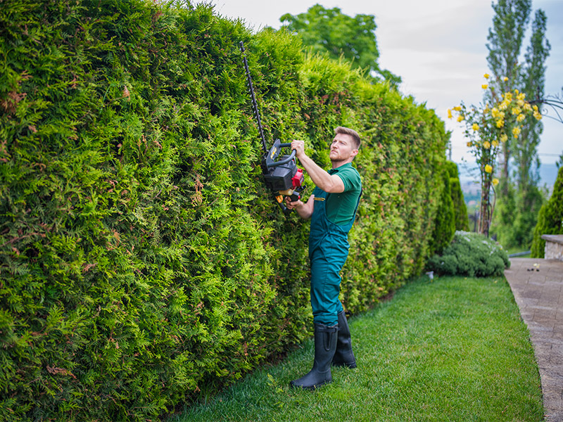 tree trimming