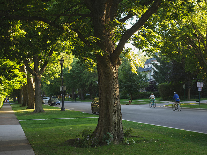 group of trees in residential area
