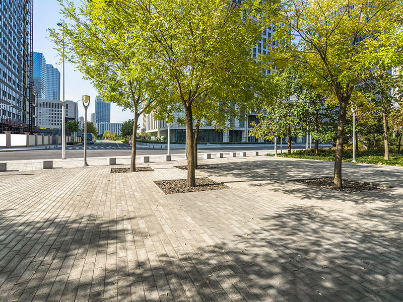 trees in urban area