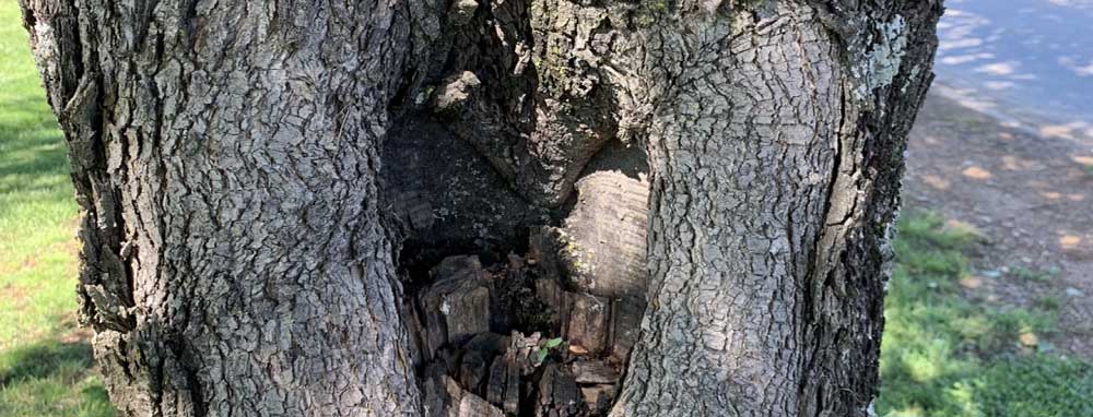 A hollow tree trunk