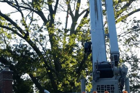 Bucket truck helping a worker to cut tree branches
