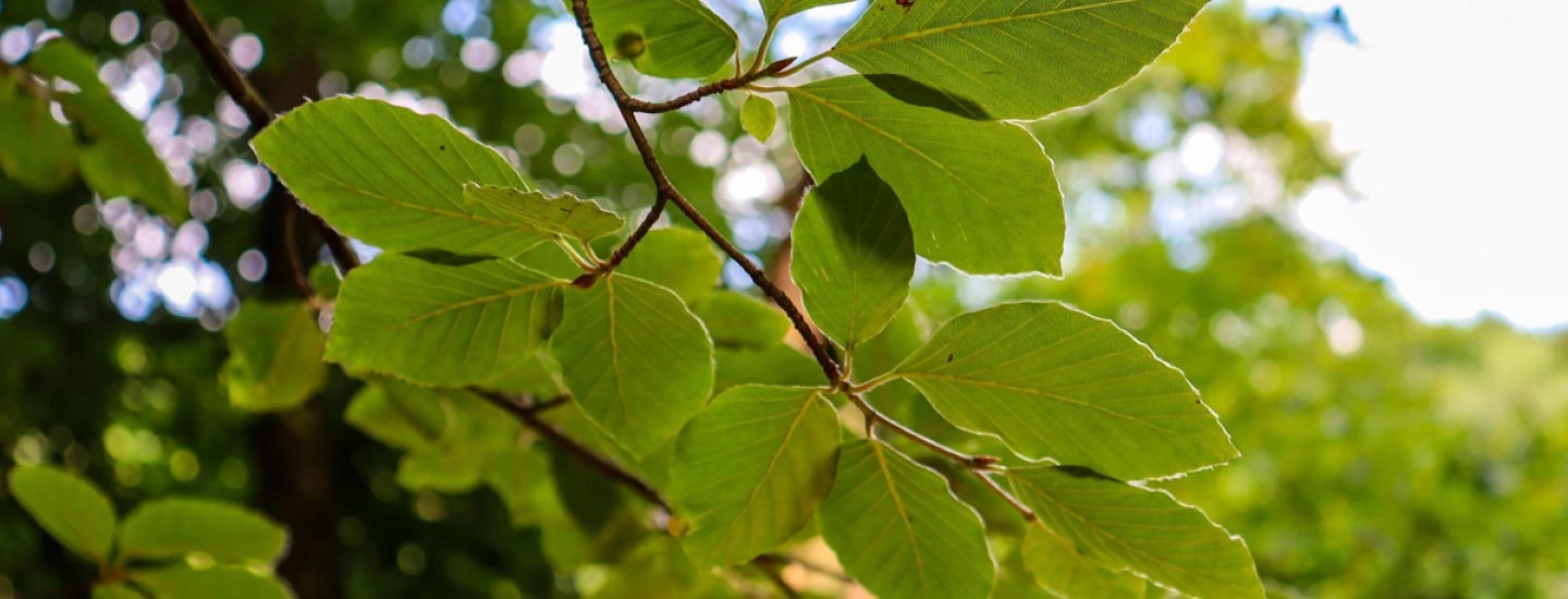Green Tree leaves